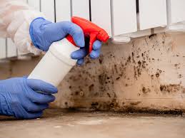 Mold Odor Removal Services in Fox Chase, PA